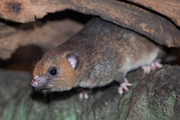 Szerokostopek białoogonowy (Brachytarsomys albicauda)