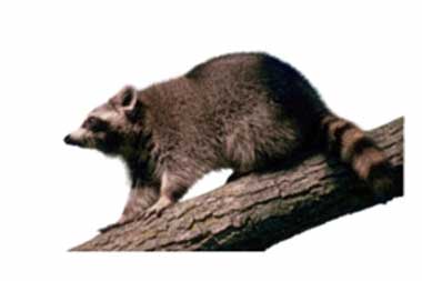 Szop pracz (Procyon lotor) Szop pracz (Procyon lotor)