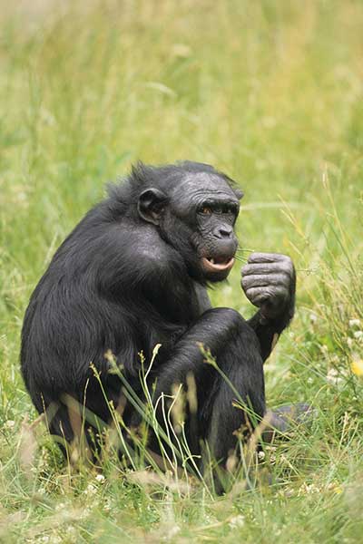 Szympans karłowaty (Pan paniscus)