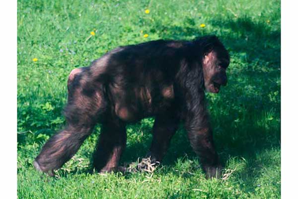 Szympans (Pan troglodytes)