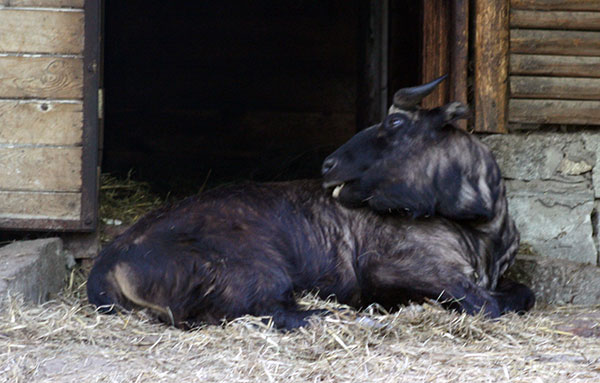 Takin złoty (Budorcas taxicolor)