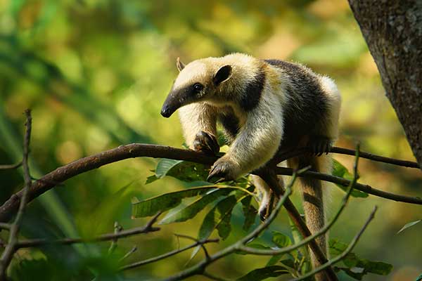 Tamandua północna (Tamandua mexicana)