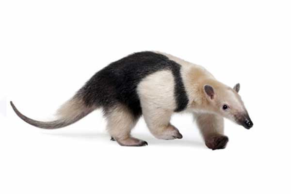 Tamandua południowa (Tamandua tetradactyla)