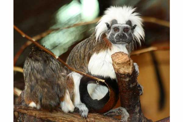 Tamaryna białoczuba (Saguinus oedipus)