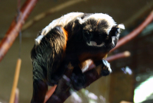 Tamaryna czerwonobrzucha (Saguinus labiatus)