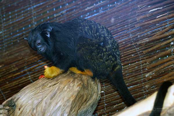 Tamaryna złotoręka (Saguinus midas)