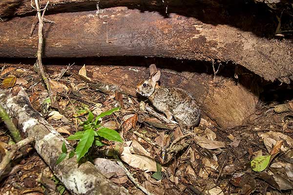 Królak brazylijski (Sylvilagus brasiliensis)