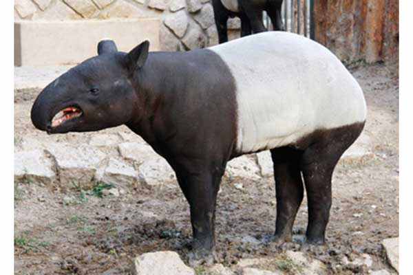Tapir malajski, tapir czaprakowaty (Tapirus indicus)