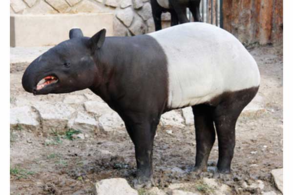 Tapir czaprakowy (Tapirus indicus)