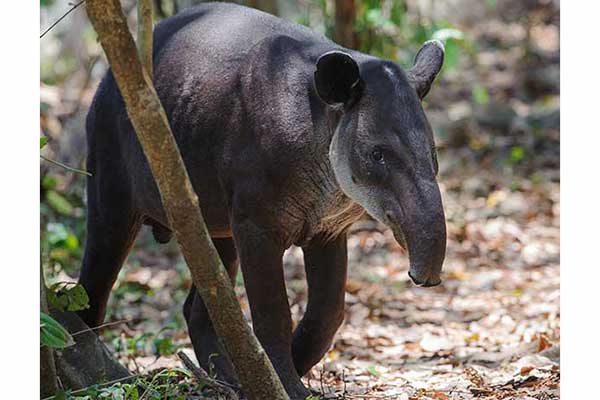 Tapir panamski (Tapirus bairdii)