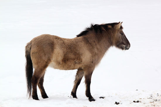 Tarpan (Equus gmelini)
