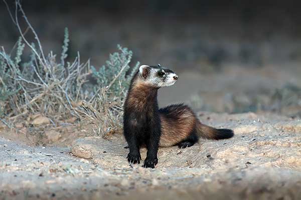 Tchórz stepowy (Mustela eversmanii)