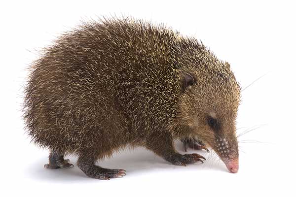 Tenrek zwyczajny (Tenrec ecaudatus)