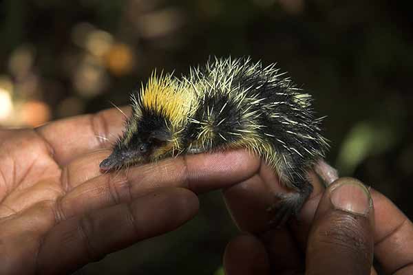 Tenrekowiec wyżynny (Hemicentetes nigriceps)