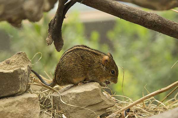 Trawomyszka namibisjska (Rhabdomys pumilio)