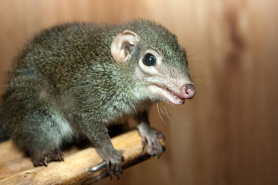 Tupaja pospolita (Tupaia glis)