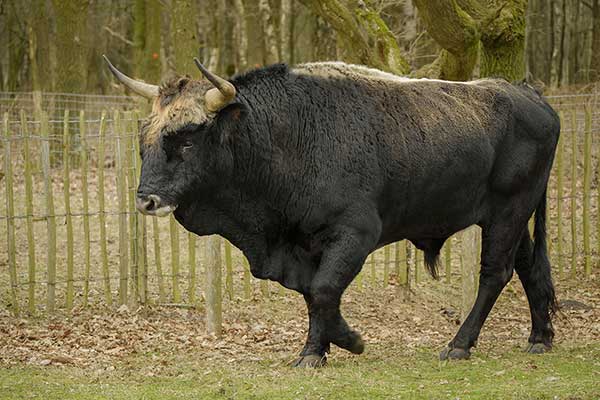 Tur leśny (Bos primigenius)