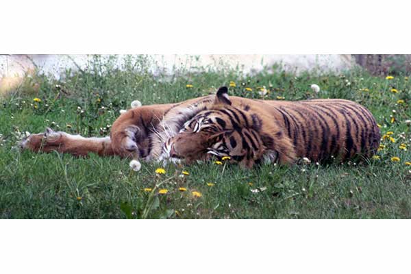 Tygrys azjatycki (Panthera tigris)