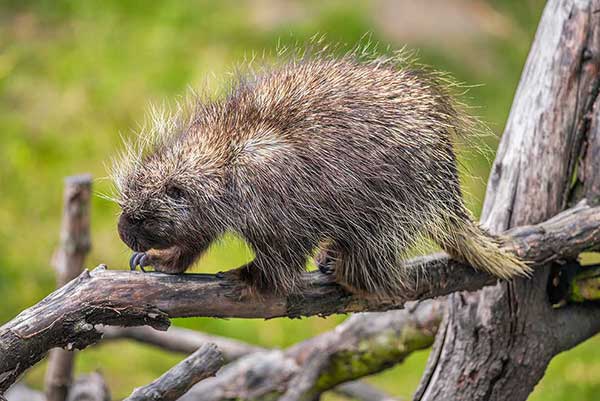 Urson amerykański (Erethizon dorsatum)