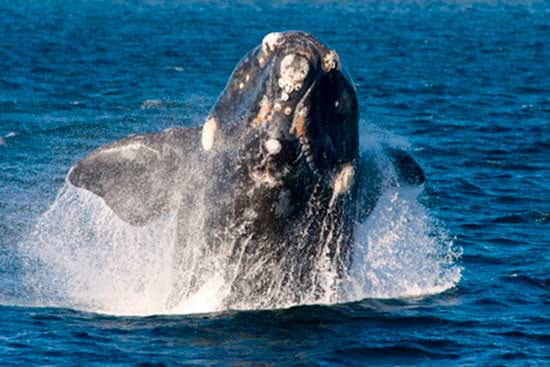 Wieloryb biskajski, wal biskajski (Eubalaena glacialis)