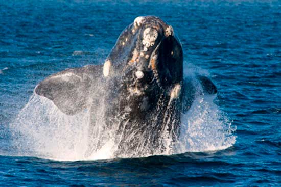 Waleń biskajski (Eubalaena glacialis)