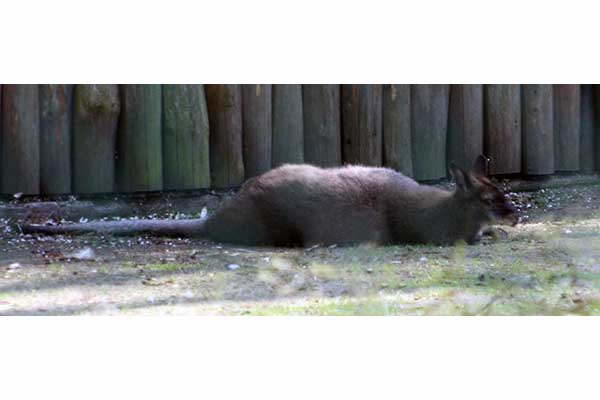 Kangur rdzawoszyi (Macropus rufogriseus)