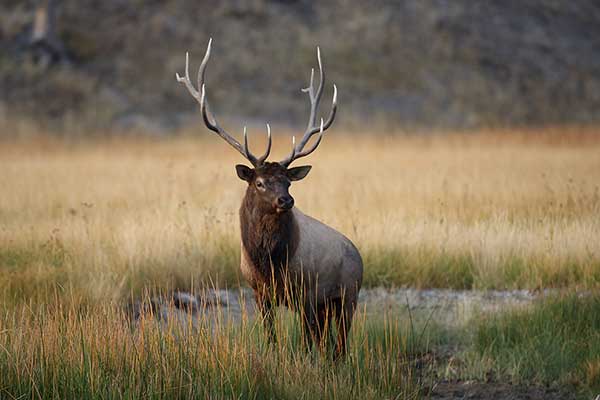 Wapiti, Jeleń kanadyjski (Cervus canadensis)