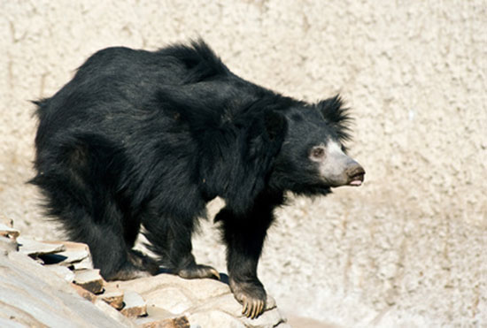 Wargacz leniwy (Melursus ursinus)