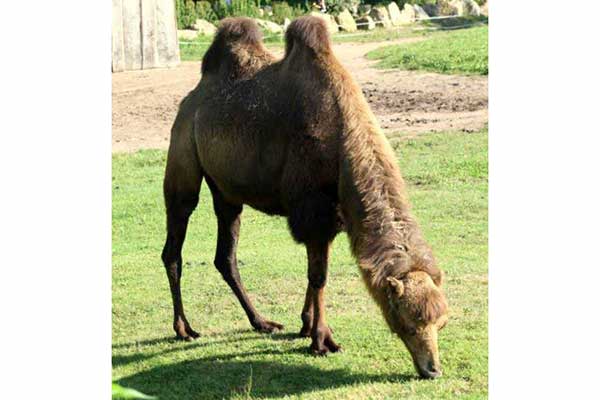 Wielbłąd dwugarbny (Camelus bactrianus)