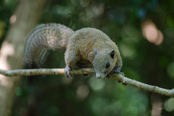 Wiewiórczak szarobrzuchy (Callosciurus caniceps)