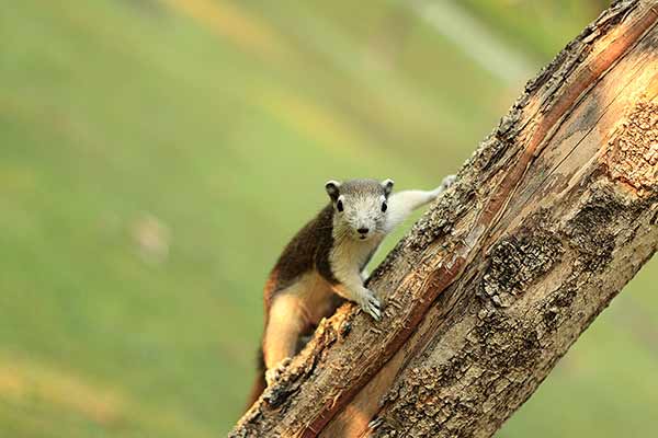 Wiewiórczak zmienny (Callosciurus finlaysonii)