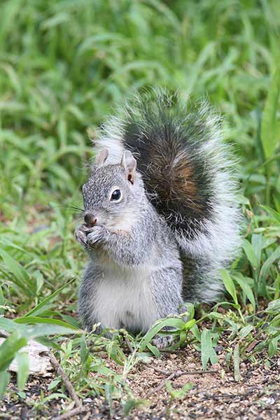 Wiewiórka arizońska (Sciurus arizonensis)