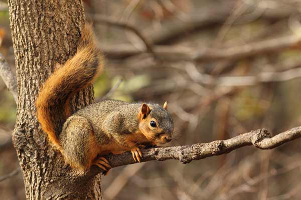 Wiewiórka czarna (Sciurus niger)