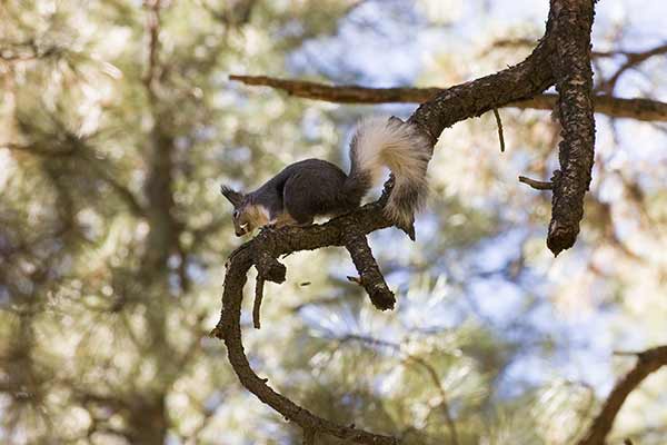 Wiewiórka frędzloucha (Sciurus aberti)