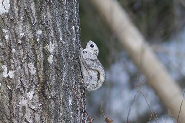 Polatucha syberyjska (Pteromys volans)