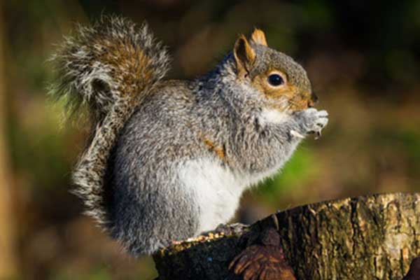 Wiewiórka szara (Sciurus carolinensis)