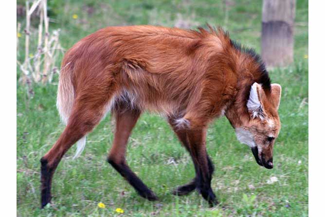 Pampasowiec grzywiasty (Chrysocyon brachyurus)