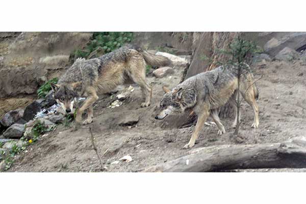 Wilk szary (Canis lupus)