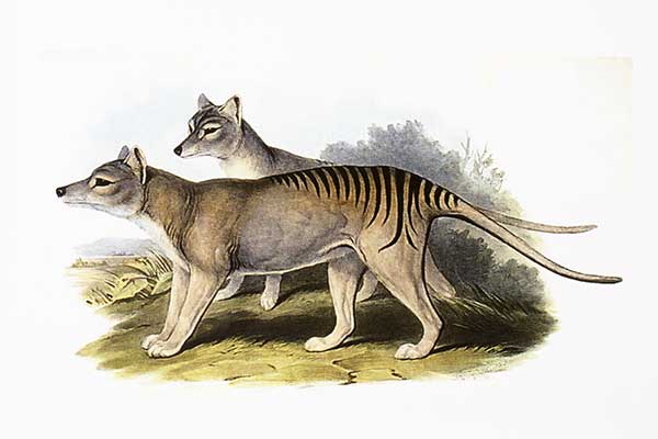 Wilkowór tasmański, wilk workowaty, wilk tasmański (Thylacinus cynocephalus)