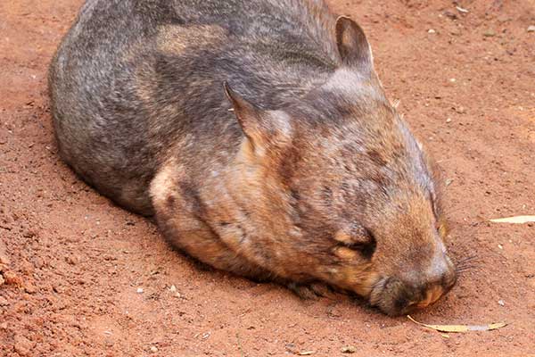 Wombatowiec szerokogłowy (Lasiorhinus latifrons)