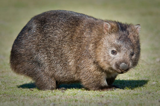 Wombat tasmański (Vombatus ursinus)