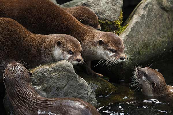 Wyderka orientalna (Aonyx cinereus)