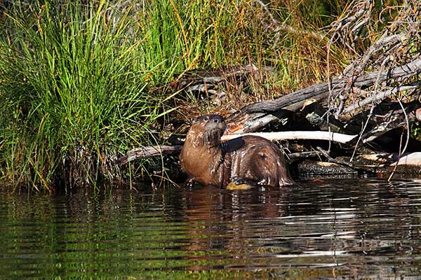 Wydrak kanadyjski (Lontra canadensis)