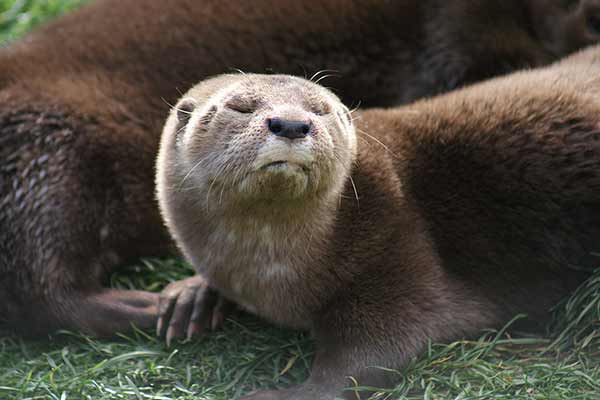 Wydra plamoszyja (Lutra maculicollis)