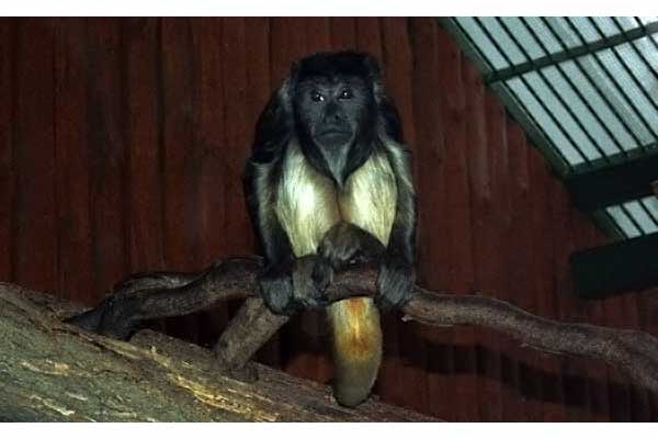 Wyjec czarny (Alouatta caraya)