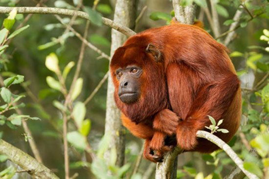 Wyjec rudy (Alouatta seniculus)