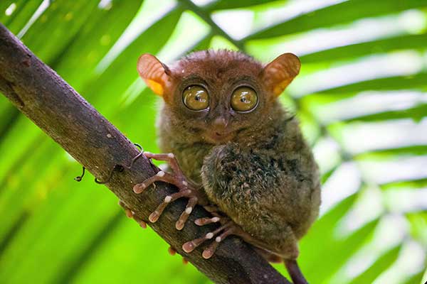 Wyrak filipiński (Tarsius syrichta)