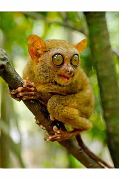 Wyrak upiorny (Tarsius tarsier)