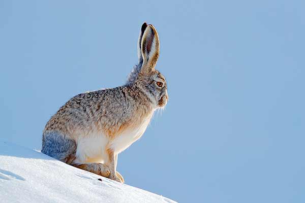 Zając wełnisty (Lepus oiostolus)