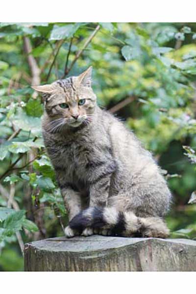 Żbik europejski (Felis silvestris)